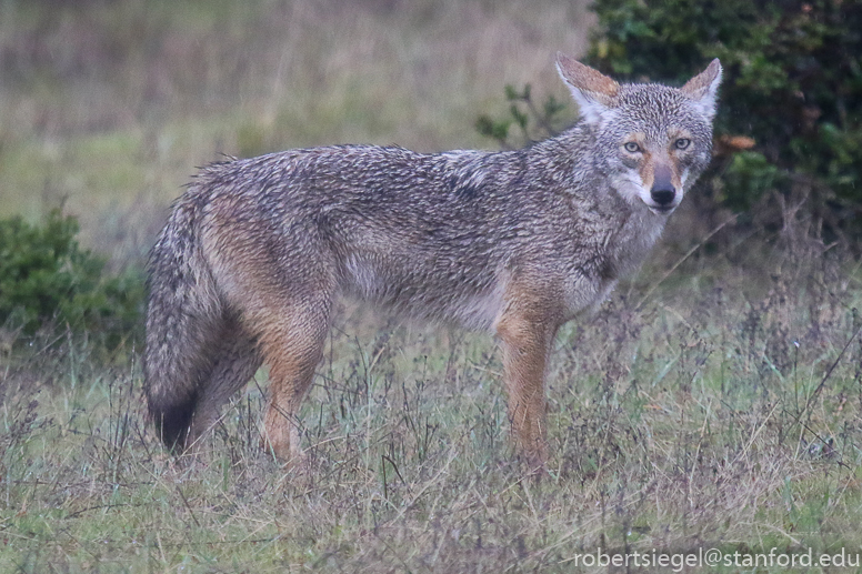 jasper ridge - coyote